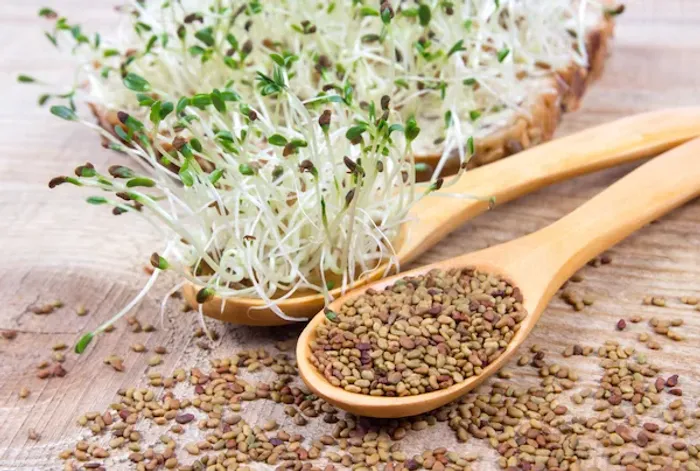 Alfalfa Sprouts